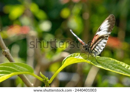 A beautiful, colourful butterfly at Butterfly World in Florida