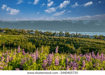 Lupinus nootkatensis plants looking like Fulug in the foreground and Husavik district on the coast of Skjálfandi bay. Iceland.