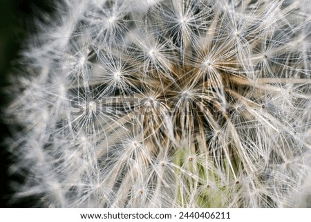 Close up of a single dandelion