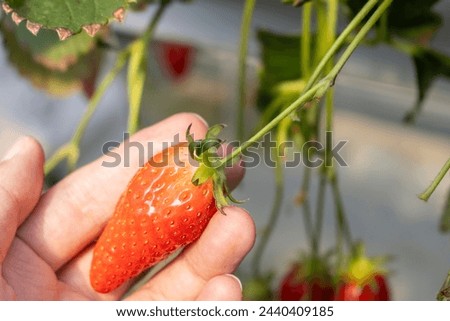 Hands of a man picking strawberries (30s, Japanese, faceless)