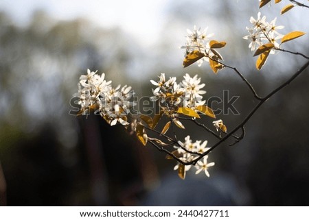 Blooming flowers of wild apple trees
