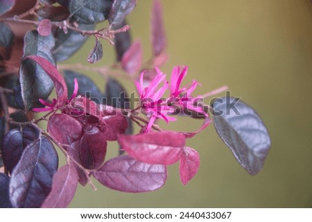 Loropetalum chinense rubrum, branch with buds, pink - purple, magenta petals