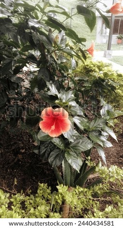 Red 5-petal flower in an outdoor garden with a background of green leaves and a window
