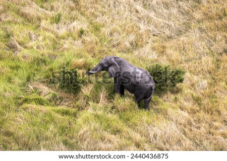 Elephant taken from a helicopter in the Okavango Delta, Botswana