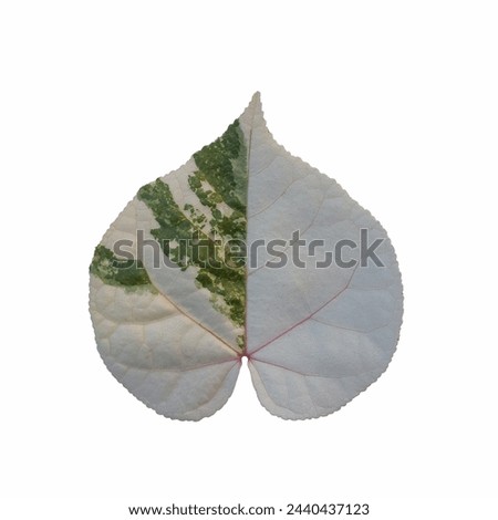 Close up of a Thespesia Populnea Variegated leaf showing the  scaleton Royalty-Free Stock Photo #2440437123