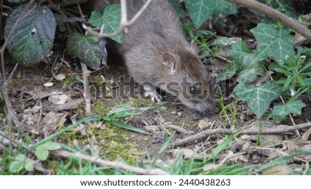 Young (baby) Brown rat, (Rattus norvegicus) in natural habitat. Pest species. Searching for food in the undergrowth, and feeding. Spring season.
