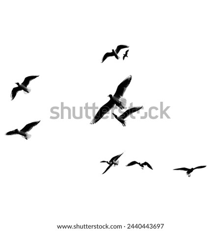  flying birds with white background
