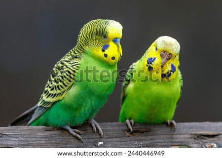 Two green Budgies (Melopsittacus undulatus) sitting on a branch, captive, Germany Royalty-Free Stock Photo #2440446949