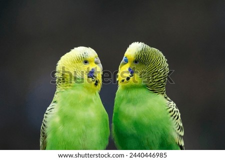 Two green Budgies (Melopsittacus undulatus) sitting opposite each other, captive, Germany Royalty-Free Stock Photo #2440446985