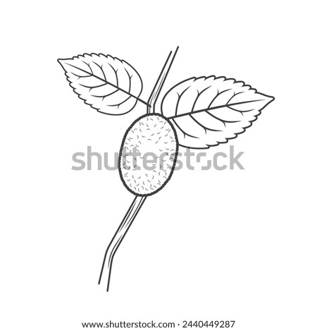 illustration of silkworm cocoon, vector art.