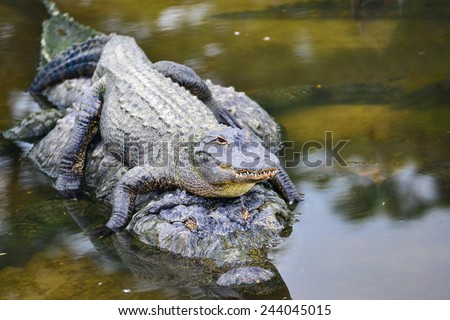 Alligator family - Mother alligator carries her child alligator safely in river water