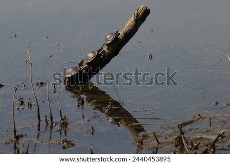 Three painted turtles basking in sunlight  on a warm spring day.  Royalty-Free Stock Photo #2440453895