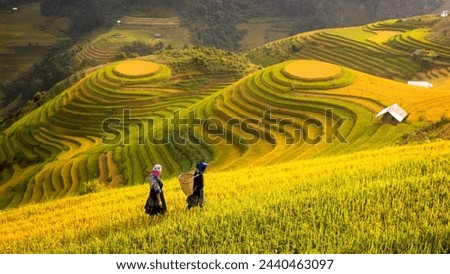 women walking on rice terraces in Mu Cang Chai, Yen Bai, Rice fields prepare the harvest at Northwest Vietnam.Vietnam landscapes. Royalty-Free Stock Photo #2440463097