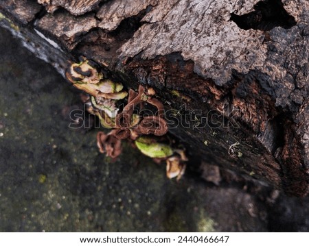 Picture of various mushroom growing on the wet wood. Various mushroom growing under damp condition 