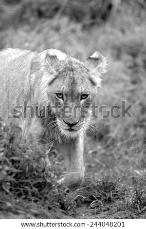 A young male lion walking through the grass.