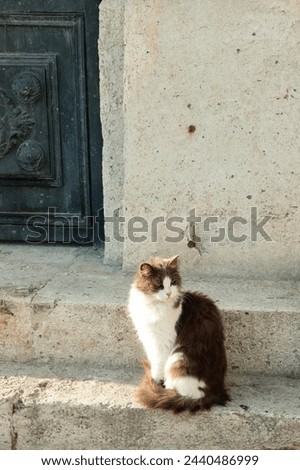 BEAUTIFUL  CAT IN ISTANBUL STREET 