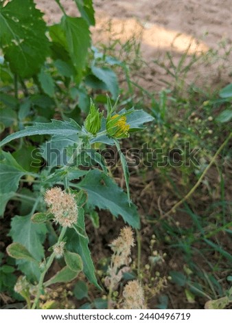 Verbesina encelioides is a flowering plant in the family Asteraceae