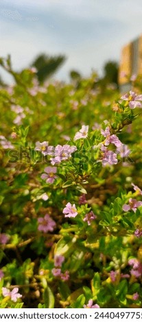 The scientific name for Mexican heather is Cuphea hyssopifolia. It's also known as false heather, Hawaiian heather, or elfin herb. Mexican heather is a small, tropical shrub that's native to Mexico, G Royalty-Free Stock Photo #2440497755