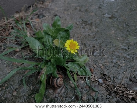 Calendula Arvensis and a snail in rainy morning 