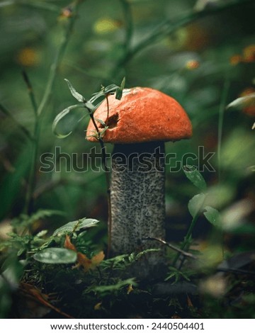 Mushroom hiding somewhere in the wood