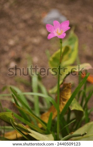 photo of very beautiful pink flowers