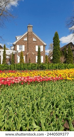 Picture postcard spring scene of Pink and Yellow Tulips with classic Canadian row houses and blue skies in a vertical format at the Ottawa Tulip Festival in Commissioners Park, Ottawa,Canada