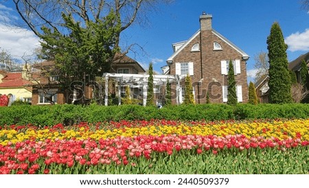 Picture postcard perfect spring scenery of Pink and Yellow Tulips with classic brownstone Canadian row houses and blue skies at the Ottawa Tulip Festival in Commissioners Park, Ottawa,Canada