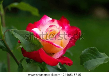 Colour and perfume.The Double Delight is one of the favourite roses of British gardeners as well as of rose-lovers all over the world, especially for its very long-lasting cut-flower bouquets Royalty-Free Stock Photo #2440515715