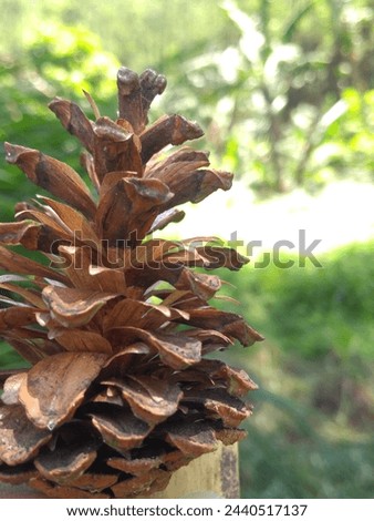 try to get picture of Pine cones