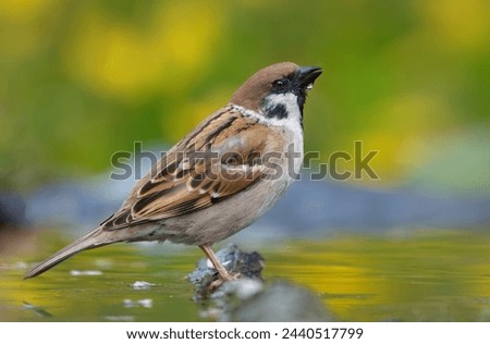 Eurasian tree sparrow (passer montanus) shy posing for a good portrait on wet perch in water  Royalty-Free Stock Photo #2440517799