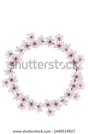 Cherry flowers. Watercolor round frame of sakura flowers. Clip art on white isolated background. Botanical illustration. For the design of cards and invitations for weddings and birthdays