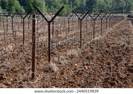 Lines of wine vines grown on trellises with automatic irrigation cultivated in Spain.