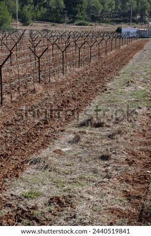 Vineyard with pruned vines in winter. Cultivation on trellises. Viticulture.