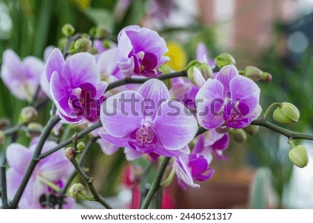 butterfly orchid bloom closeup in spring, moth orchid, Phalaenopsis amabilis
