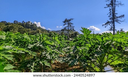 Herbal papaya leaves, fresh green Carica papaya leaves, indonesian nature