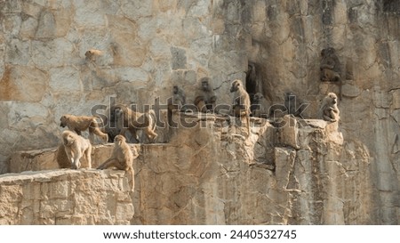 a family of yellow baboons sitting on a rock ledge, Papio cynocephalus