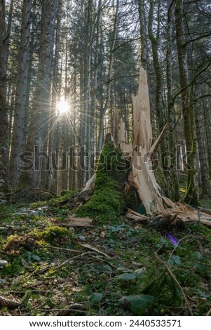 A thick broken tree stump. The tree was broken off near the ground during the last storm. The ground is covered with moss and the sun's rays shine through the rest of the forest into the picture.