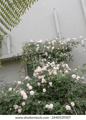 White Rose plant|Beauty of nature|Love