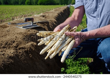Fresh cut white asparagus offered as close-up in hands of a harvest hand on a field at morning light  Royalty-Free Stock Photo #2440540275