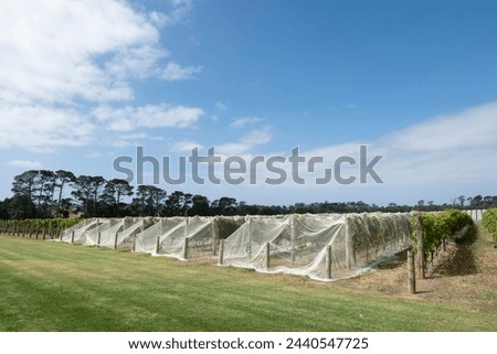 White mesh draped over rows of grapevines in an Australian landscape. Under protective mesh