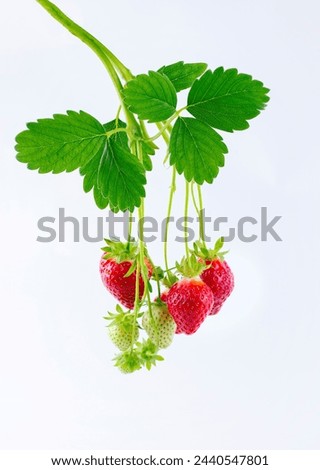 Ripe red strawberries from organic cultivation offered on bush with leaves as close-up on white board with text free space