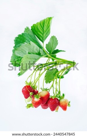 Ripe red strawberries from organic cultivation offered on bush with leaves as close-up on white board with text free space  