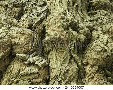 Deciduous tree bark. Tree bark texture. Vintage background