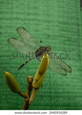 Orthetrum sabina feeds on flowering plants in the garden. A type of dragonfly insect that can fly quickly and has transparent wings. It has the local name green sambar dragonfly. Close up photo. 