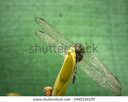 Orthetrum sabina feeds on flowering plants in the garden. A type of dragonfly insect that can fly quickly and has transparent wings. It has the local name green sambar dragonfly. Close up photo. 