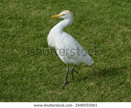 The western cattle egret (Bubulcus ibis) is a species of heron (family Ardeidae) found in the tropics. Fauna of the Sinai Peninsula. Royalty-Free Stock Photo #2440555061