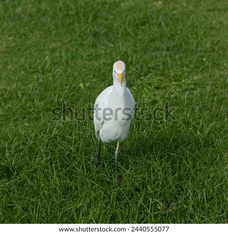 The western cattle egret (Bubulcus ibis) is a species of heron (family Ardeidae) found in the tropics. Fauna of the Sinai Peninsula. Royalty-Free Stock Photo #2440555077