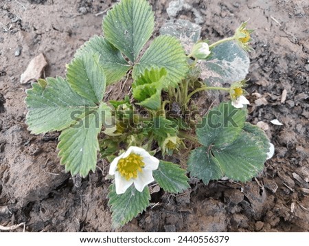 This is the strawberry plant picture
