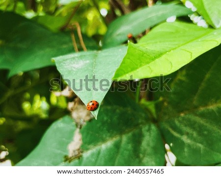 Ladybug sitting on a green leaf 