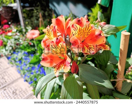 Peruvian lily: a species of Lily of the   Incas, its botanical name is Alstroemeria aurea.